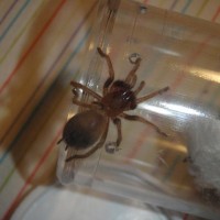 B. smithi