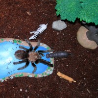 Spiderzilla Attacks Africa