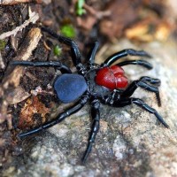 Missulena Occatoria  Red-headed Mouse Spider