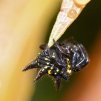 Gasteracantha Minax  ( Jewelled Spider )