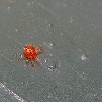 Tetranychidae Family ( Spider Mite )