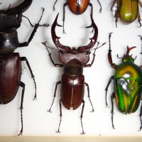 beetles from my collection