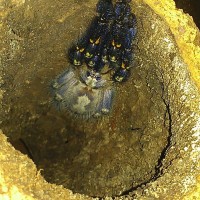 Poecilotheria metallica