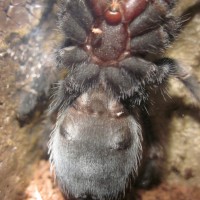 B. Smithi