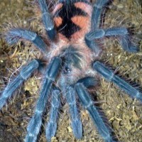 Pamphobeteus sp "platyomma" (L3)