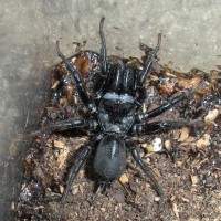 Is this a tarantula? If so, what kind?