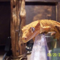 crested gecko 3