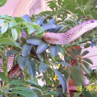 malagasy speckled hognose 56