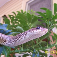 malagasy speckled hognose 52