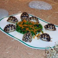 Egyptian Tortoises