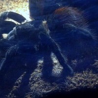 Brachypelma vagans