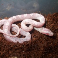 Corn Snake Hatchling (06/2012)