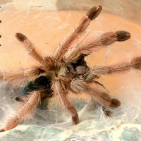 Psalmopoeus pulcher