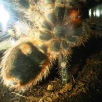 G. Pulchripes sex?? male or female?