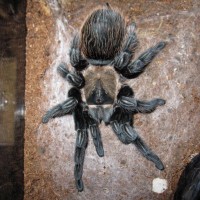 Brachypelma verdezi post-molt