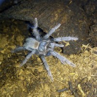 Lasiodora difficilis l6