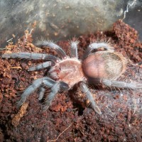 Brachypelma vagans