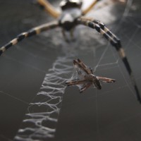 Argiope 2