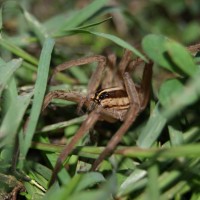 Spider in the grass