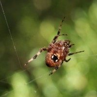 Orb Weaver