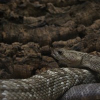 Rattler Close Up