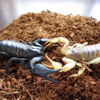 Hadrurus arizonensis  vs  Heterometrus spinifer