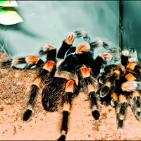 My Mexican Red Knee "Isis"