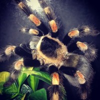 Isis the SPider