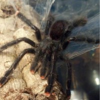 A. avicularia "Buddah"