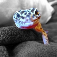 Leopard Gecko, Spike