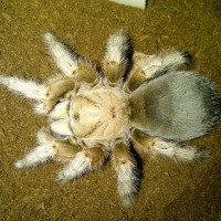 Which Aphonopelma species? #2