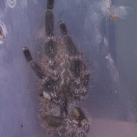 male p. regalis?