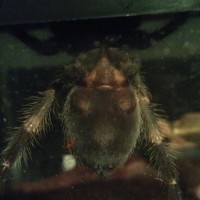 B smithi 3in  male or female?