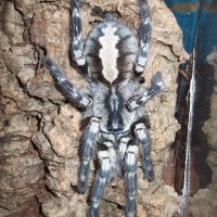 P.regalis