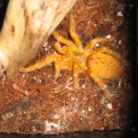 Orange Baboon and Trap Door Spider