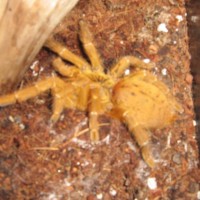 Orange Baboon and Trap Door Spider