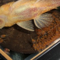 bristlenose dad with babies