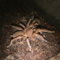 Orphnaecus Philippinus