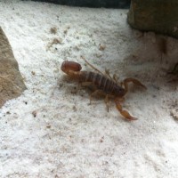 Devil Scorpions