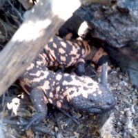 Gila Monster (Heloderma suspectum)