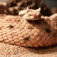 Samson the Sidewinder (Crotalus cerastes)