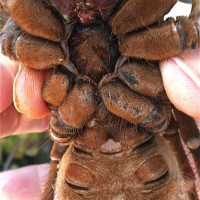 Theraphosa stirmi Juvenile #1 of 2