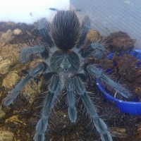 Pamphobeteus sp platyomma