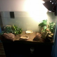 My Female Leopard Gecko Home