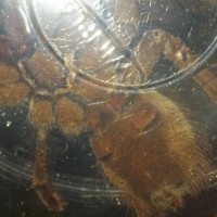 Theraphosa stirmi, male or female?