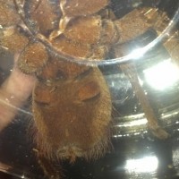 Theraphosa stirmi, male or female?