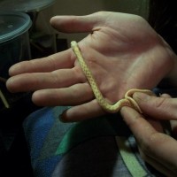 Albino checkered garter snake