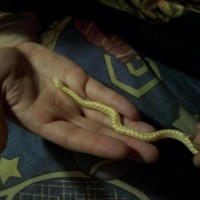 Albino checkered garter snake