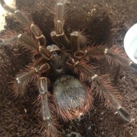 Theraphosa blondi or stirmi?