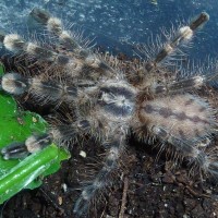 Poecilotheria subfusca "lowland"